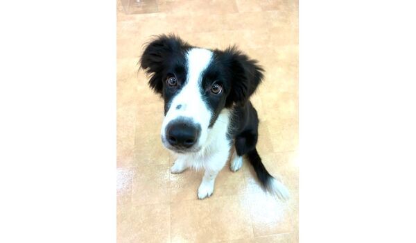 犬のしつけ教室・出張レッスン・無駄吠えの矯正レッスンを行うドッグスクールヴィッセの新入生です。　　～10月14日～