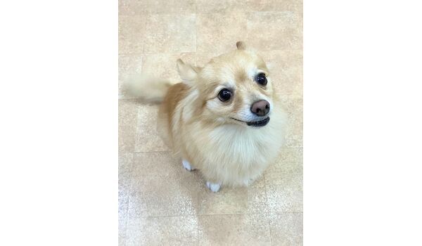 犬のしつけ教室・出張レッスン・無駄吠えの矯正レッスンを行うドッグスクールヴィッセの新入生です。　　～10月15日～
