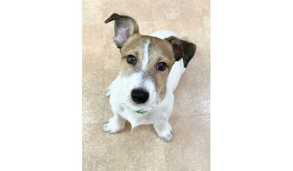 犬のしつけ教室・出張レッスン・無駄吠えの矯正レッスンを行うドッグスクールヴィッセの新入生です。　　～10月21日～