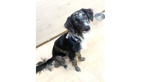 犬のしつけ教室・出張レッスン・無駄吠えの矯正レッスンを行うドッグスクールヴィッセの新入生です。　　～10月22日～