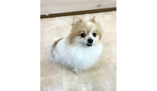 犬のしつけ教室・出張レッスン・無駄吠えの矯正レッスンを行うドッグスクールヴィッセの新入生です。　　～10月23日～