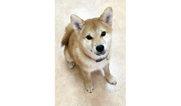 犬のしつけ教室・出張レッスン・無駄吠えの矯正レッスンを行うドッグスクールヴィッセの新入生です。　　～10月28日～