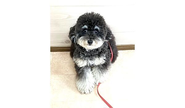 犬のしつけ教室・出張レッスン・無駄吠えの矯正レッスンを行うドッグスクールヴィッセの新入生です。　　～10月29日～