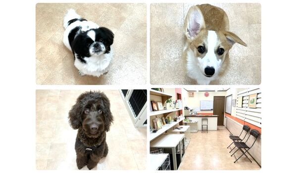 犬のしつけ教室・出張レッスン・無駄吠えの矯正レッスンを行うドッグスクールヴィッセの今日のわん子達。～11月2日～