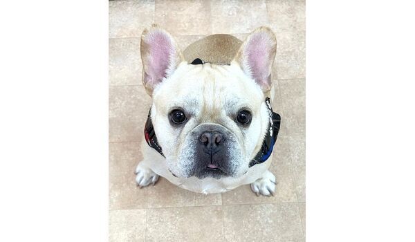 犬のしつけ教室・出張レッスン・無駄吠えの矯正レッスンを行うドッグスクールヴィッセの新入生です。　　～11月4日～