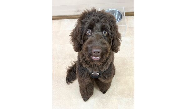 犬のしつけ教室・出張レッスン・無駄吠えの矯正レッスンを行うドッグスクールヴィッセの新入生です。　　～11月11日～