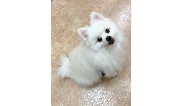 犬のしつけ教室・出張レッスン・無駄吠えの矯正レッスンを行うドッグスクールヴィッセの新入生です。　　～11月19日～