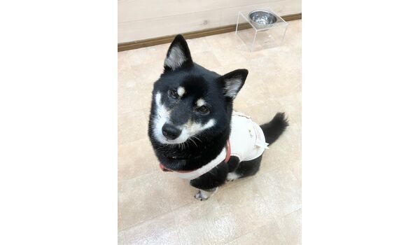 犬のしつけ教室・出張レッスン・無駄吠えの矯正レッスンを行うドッグスクールヴィッセの新入生です。　　～11月25日～