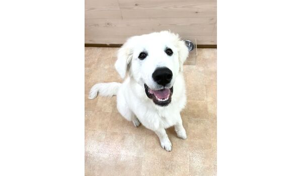 犬のしつけ教室・出張レッスン・無駄吠えの矯正レッスンを行うドッグスクールヴィッセの今日のわん子達。～12月3日～