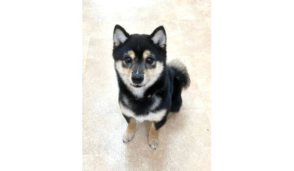 犬のしつけ教室・出張レッスン・無駄吠えの矯正レッスンを行うドッグスクールヴィッセの新入生。　　　　～12月9日～