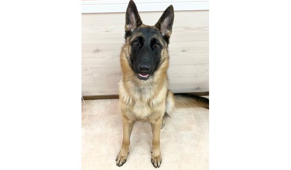 犬のしつけ教室・出張レッスン・無駄吠えの矯正レッスンを行うドッグスクールヴィッセの新入生。　　　　～12月10日～