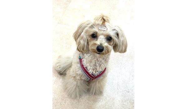 犬のしつけ教室・出張レッスン・無駄吠えの矯正レッスンを行うドッグスクールヴィッセの新入生。　　～12月11日～