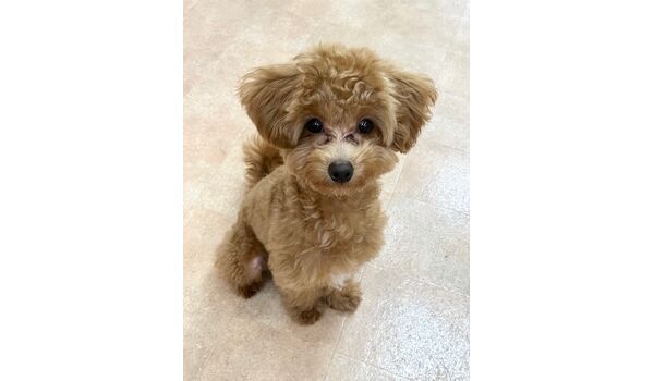 犬のしつけ教室・出張レッスン・無駄吠えの矯正レッスンを行うドッグスクールヴィッセの新入生です。　　～12月16日～