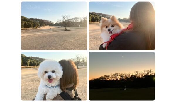 犬のしつけ教室・出張レッスン・無駄吠えの矯正レッスンを行うドッグスクールヴィッセの今日のわん子達。～12月26日～