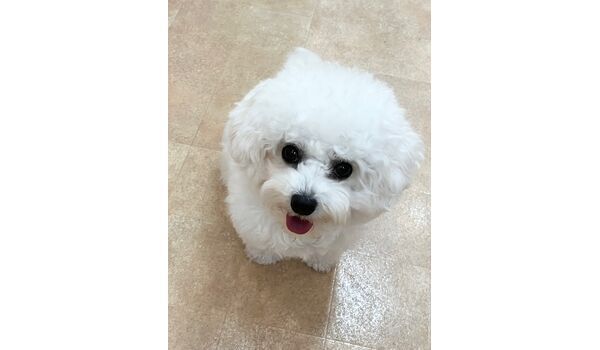 犬のしつけ教室・出張レッスン・無駄吠えの矯正レッスンを行うドッグスクールヴィッセの新入生です。　　～1月13日～