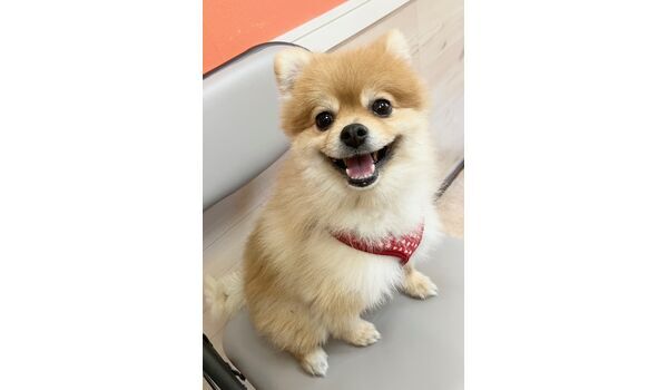 犬のしつけ教室・出張レッスン・無駄吠えの矯正レッスンを行うドッグスクールヴィッセの新入生。　　～1月14日～