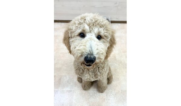 犬のしつけ教室・出張レッスン・無駄吠えの矯正レッスンを行うドッグスクールヴィッセの新入生です。　　～1月16日～