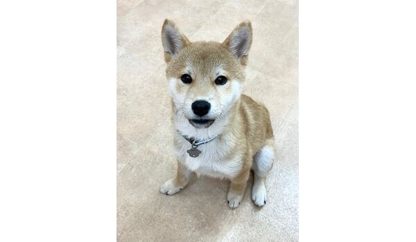 犬のしつけ教室・出張レッスン・無駄吠えの矯正レッスンを行うドッグスクールヴィッセの新入生です。　　～1月19日～