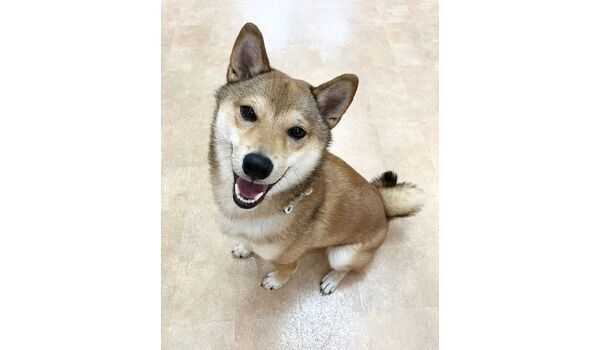 犬のしつけ教室・出張レッスン・無駄吠えの矯正レッスンを行うドッグスクールヴィッセの新入生です。　　～1月21日～