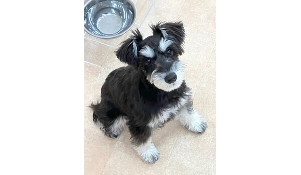 犬のしつけ教室・出張レッスン・無駄吠えの矯正レッスンを行うドッグスクールヴィッセの新入生です。　　～1月27日～