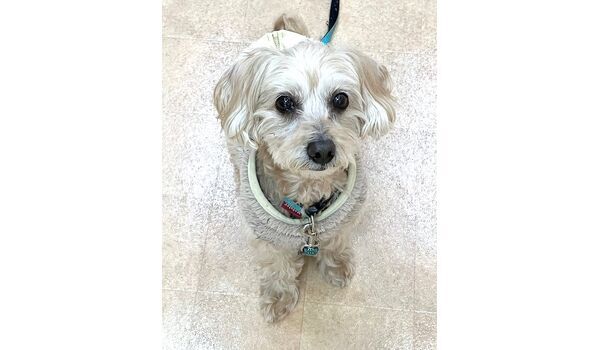 犬のしつけ教室・出張レッスン・無駄吠えの矯正レッスンを行うドッグスクールヴィッセの新入生です。　　～1月28日～