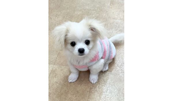 犬のしつけ教室・出張レッスン・無駄吠えの矯正レッスンを行うドッグスクールヴィッセの今日のわん子達。～1月31日～