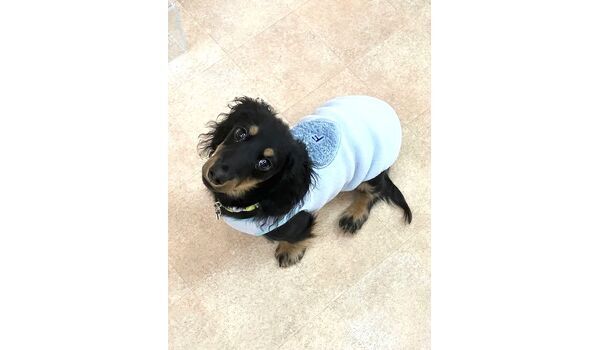 犬のしつけ教室・出張レッスン・無駄吠えの矯正レッスンを行うドッグスクールヴィッセの新入生です。　　～2月14日～