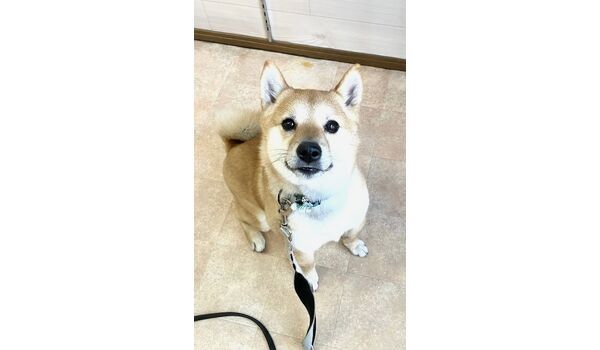 犬のしつけ教室・出張レッスン・無駄吠えの矯正レッスンを行うドッグスクールヴィッセの新入生です。　　～2月17日～