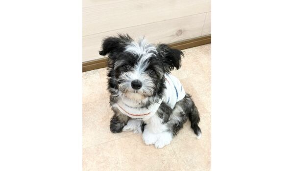 犬のしつけ教室・出張レッスン・無駄吠えの矯正レッスンを行うドッグスクールヴィッセの新入生です。　　～2月18日～