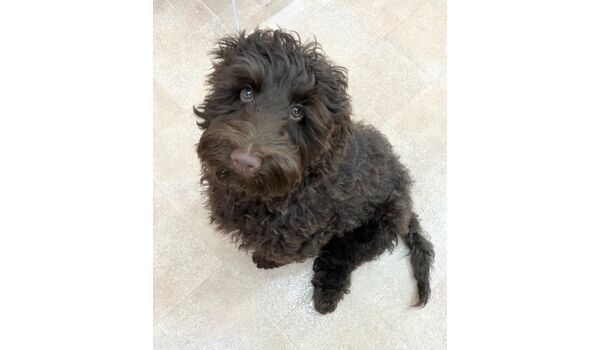 犬のしつけ教室・出張レッスン・無駄吠えの矯正レッスンを行うドッグスクールヴィッセの新入生です。　　～2月21日～