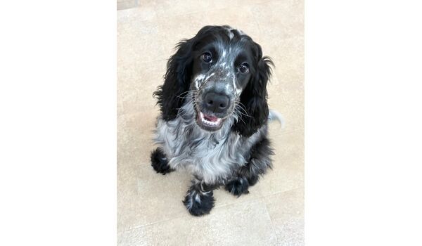 犬のしつけ教室・出張レッスン・無駄吠えの矯正レッスンを行うドッグスクールヴィッセの新入生です。　　～2月24日～