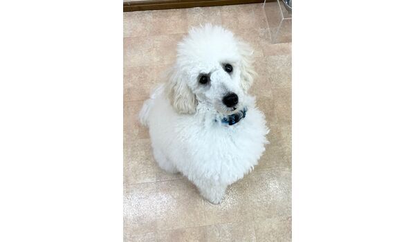 犬のしつけ教室・出張レッスン・無駄吠えの矯正レッスンを行うドッグスクールヴィッセの新入生です　　～3月4日～