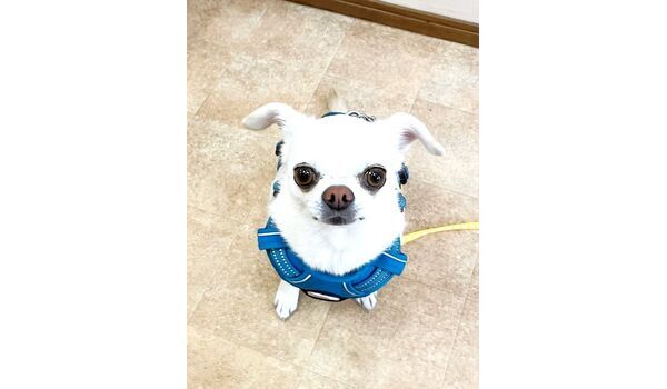 犬のしつけ教室・出張レッスン・無駄吠えの矯正レッスンを行うドッグスクールヴィッセの新入生です。　　～3月11日～