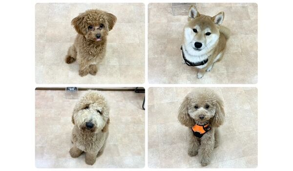 犬のしつけ教室・出張レッスン・無駄吠えの矯正レッスンを行うドッグスクールヴィッセの今日のわん子達    ～3月15日～