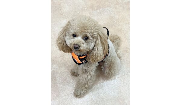 犬のしつけ教室・出張レッスン・無駄吠えの矯正レッスンを行うドッグスクールヴィッセの新入生です。　　～3月18日～