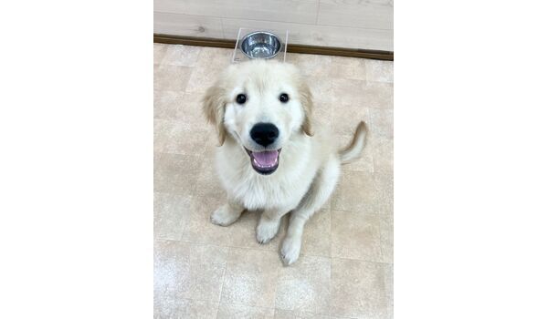 犬のしつけ教室・出張レッスン・無駄吠えの矯正レッスンを行うドッグスクールヴィッセの新入生です。　　～3月24日～