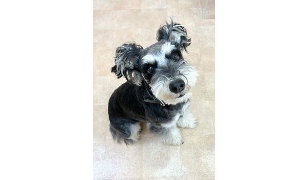 犬のしつけ教室・出張レッスン・無駄吠えの矯正レッスンを行うドッグスクールヴィッセの新入生です。　　　～3月25日～