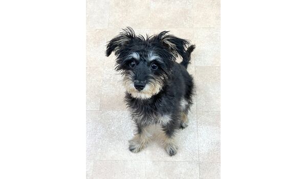 犬のしつけ教室・出張レッスン・無駄吠えの矯正レッスンを行うドッグスクールヴィッセの新入生です。　　　　～3月26日～