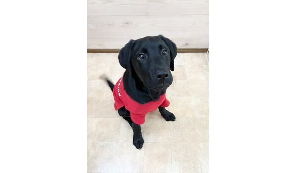 犬のしつけ教室・出張レッスン・無駄吠えの矯正レッスンを行うドッグスクールヴィッセの新入生です。　　～3月27日～
