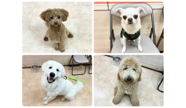 犬のしつけ教室・出張レッスン・無駄吠えの矯正レッスンを行うドッグスクールヴィッセの今日のわん子達～3月29日～