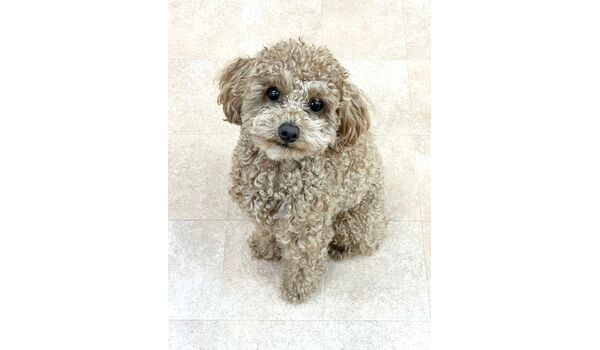犬のしつけ教室・出張レッスン・無駄吠えの矯正レッスンを行うドッグスクールヴィッセの新入生です。　　～3月31日～
