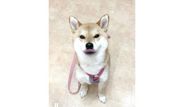 犬のしつけ教室・出張レッスン・無駄吠えの矯正レッスンを行うドッグスクールヴィッセの新入生です　　～4月1日～