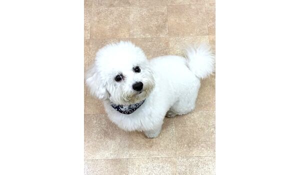 犬のしつけ教室・出張レッスン・無駄吠えの矯正レッスンを行うドッグスクールヴィッセの新入生です。　　～4月7日～