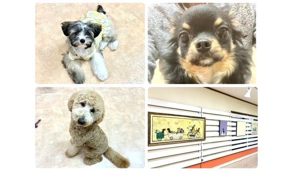 犬のしつけ教室・出張レッスン・無駄吠えの矯正レッスンを行うドッグスクールヴィッセの今日のわん子達～4月13日～