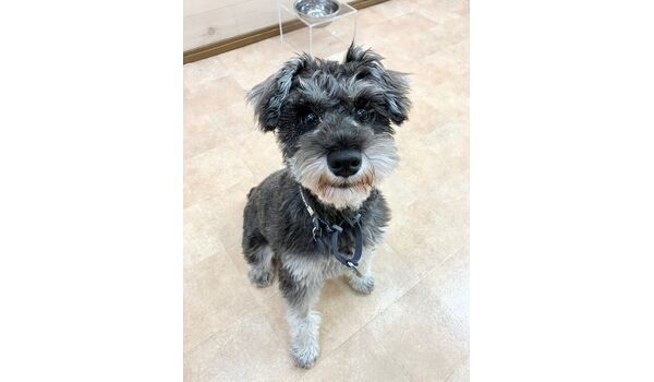 犬のしつけ教室・出張レッスン・無駄吠えの矯正レッスンを行うドッグスクールヴィッセの新入生です。　　～4月17日～