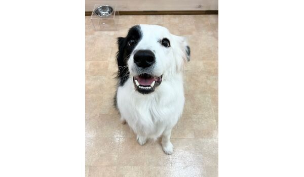 犬のしつけ教室・出張レッスン・無駄吠えの矯正レッスンを行うドッグスクールヴィッセの新入生　　　　～4月21日～