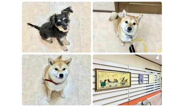 犬のしつけ教室・出張レッスン・無駄吠えの矯正レッスンを行うドッグスクールヴィッセの今日のわん子達～4月23日～