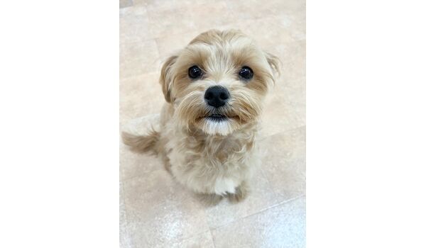 犬のしつけ教室・出張レッスン・無駄吠えの矯正レッスンを行うドッグスクールヴィッセの新入生です。　　～4月30日～