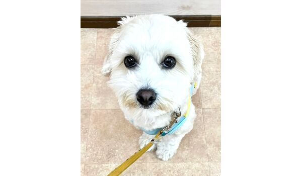 犬のしつけ教室・出張レッスン・無駄吠えの矯正レッスンを行うドッグスクールヴィッセの新入生です。　　～5月6日～