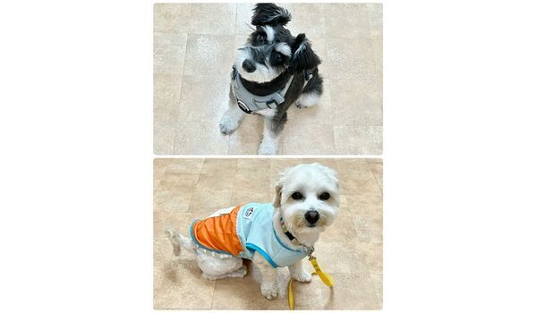 犬のしつけ教室・出張レッスン・無駄吠えの矯正レッスンを行うドッグスクールヴィッセの今日のわん子達～5月17日～